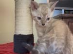 Lumi snow reserved - Bengal Kitten For Sale - Mills River&comma; NC&comma; US