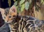 Lumi brown female 1 - Bengal Kitten For Sale - Mills River&comma; NC&comma; US
