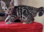 Lumi brown 2 - Bengal Kitten For Sale - Mills River&comma; NC&comma; US