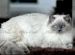Traditional Blue Point Male Health Tested Parents - Ragdoll Kitten For Sale - Millersport&comma; OH&comma; US