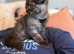 British shorthair - British Shorthair Kitten For Sale - Simpsonville&comma; SC&comma; US