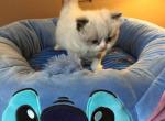 Asher - Ragdoll Kitten For Sale - Howell&comma; MI&comma; US