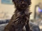 Females - Maine Coon Kitten For Sale - Coeur D Alene&comma; ID&comma; US