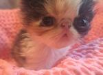 Callie - Persian Kitten For Sale - Sumner&comma; WA&comma; US