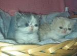 Dolly's - Persian Kitten For Sale - Sumner&comma; WA&comma; US