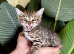 Brown Male Kitten - Bengal Kitten For Sale - Rocklin&comma; CA&comma; US