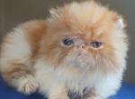Cfa red and white male persian kitten - Persian Kitten For Sale - Woodburn&comma; IN&comma; US