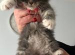 Maine Coon kittens - Maine Coon Kitten For Sale - Winfield&comma; IL&comma; US
