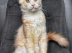 MaineCoonsLove - Maine Coon Kitten For Sale - Winfield&comma; IL&comma; US