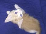 Teddy - Domestic Kitten For Sale - 