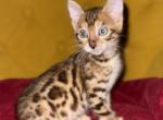 Luna - Bengal Kitten For Adoption - Clair Mel&comma; FL&comma; US