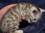 SocalExBengal - Bengal Kitten For Sale - 