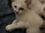 Snow's chocolate snowshoe siamese - Siamese Kitten For Sale - Moneta&comma; VA&comma; US