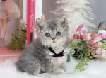 SK017 - Selkirk Rex Kitten For Sale - 