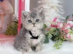 SK017 - Selkirk Rex Kitten For Sale - Los Angeles&comma; CA&comma; US