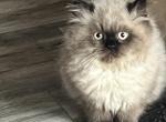 Hopper - Himalayan Kitten For Sale - Dover&comma; NH&comma; US