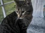 Bentley - Domestic Kitten For Adoption - Hendersonville&comma; TN&comma; US