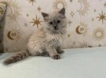Sky - Ragdoll Kitten For Sale - Ozark&comma; MO&comma; US