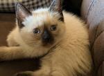 SUNSHINE LITTER - Siamese Kitten For Sale - Philadelphia&comma; PA&comma; US