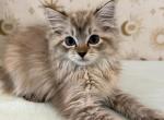 Rosie - Ragdoll Kitten For Sale - 