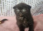Remy - Scottish Fold Kitten For Sale - New York&comma; NY&comma; US