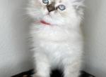 Austin Texas kitten - Ragdoll Kitten For Sale - Austin&comma; TX&comma; US