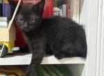 Domestic males - Domestic Kitten For Adoption - Auburn&comma; WA&comma; US