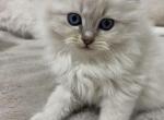 Igor Siberian Male - Siberian Kitten For Sale - Newbury&comma; MA&comma; US