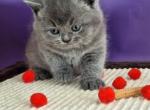 Janeta British - British Shorthair Kitten For Sale - Empire State&comma; NY&comma; US