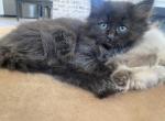 Luna - Siberian Kitten For Sale - 