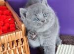 Jamala British - British Shorthair Kitten For Sale - Empire State&comma; NY&comma; US