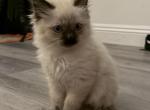 Himalayan Kittens - Himalayan Kitten For Sale - Laguna Woods&comma; CA&comma; US