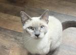 Yoshi and Emi - Siamese Kitten For Sale - OH&comma; US