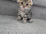 Luna - Scottish Fold Kitten For Sale - Naperville&comma; IL&comma; US