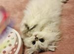 Katy - Persian Kitten For Sale - Manhattan&comma; NY&comma; US