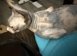 Sushi - Sphynx Cat For Sale/Retired Breeding - Fort Worth&comma; TX&comma; US