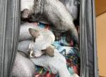 Pixie Babies - Sphynx Kitten For Sale - 