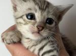Sweet Pea - Bengal Kitten For Sale - ME&comma; US