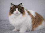 Cinnamon Girl - Ragdoll Cat For Sale - 