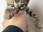 Pepper - Bengal Kitten For Sale - ME&comma; US