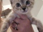 Lynx point siamese kittens - Siamese Kitten For Sale - 