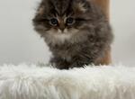 Doom Scottish Fold - Scottish Fold Kitten For Sale - Celebration&comma; FL&comma; US