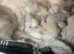 RAGDOLL OF BREVARD - Ragdoll Kitten For Sale - FL&comma; US