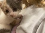 Ivy - Domestic Kitten For Sale - Farmington&comma; CT&comma; US