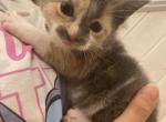Elara - Domestic Kitten For Sale - Farmington&comma; CT&comma; US