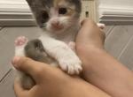 Cherry - Domestic Kitten For Sale - Farmington&comma; CT&comma; US