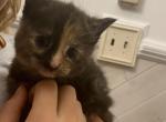 Flora - Domestic Kitten For Sale - Farmington&comma; CT&comma; US