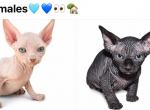 2 Male Sphynx - Sphynx Kitten For Sale - 