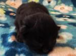 Winona - Siberian Kitten For Sale - 