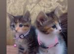 2 beautiful kittens - American Shorthair Kitten For Sale - 